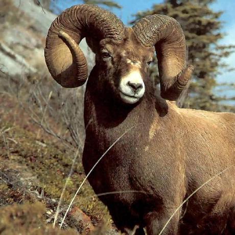 Cs716 Cameron Github - Download Perfect Sunset Illustration | 8K