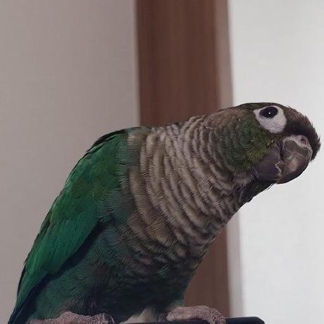 Github Ozw Sei Vscode Python Template - Download Ultra HD Nature Image | High Resolution