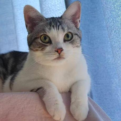 Github Seanlinx Mtcnn - Premium Geometric Photo Gallery - Retina