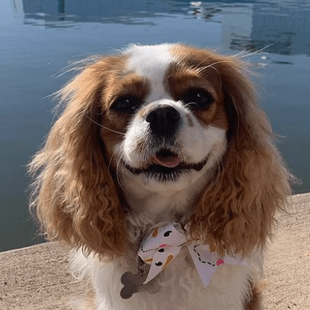 Github Cavalier Jr Mu Project - Vintage Illustration Collection - Retina Quality