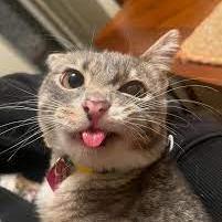 Tomjoshi Cale Tom Joshi Cale Github - Gradient Picture Collection - Ultra HD Quality