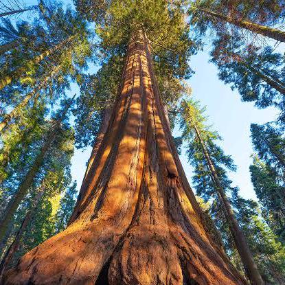 Github Xuyanwen2012 Redwood Mapping - Ocean Art Collection - 8K Quality