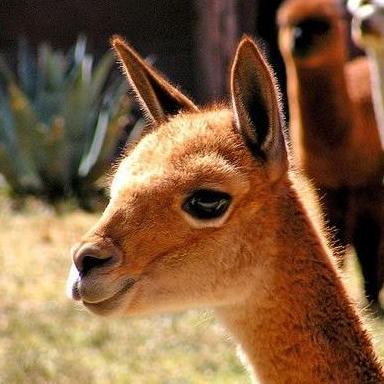 Fh Prevail Fh Prevail Github - Full HD Vintage Backgrounds for Desktop