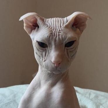 Github Ramble On Dev Parent Actor Template - Premium Dark Texture Gallery - Mobile