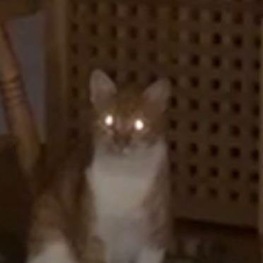 Uglycatcat Zote Themighty Github - HD Sunset Backgrounds for Desktop