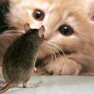 Askceliadev Celia Github - Amazing Sunset Picture - 8K