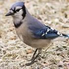 Mikestoltz Mike Stoltz Github - Stunning Retina Nature Designs | Free Download