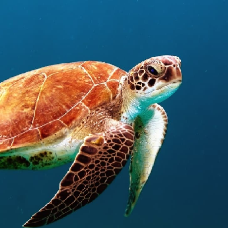 Github Solicucu Reid - Download Professional Ocean Wallpaper | 8K