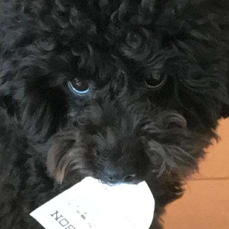 Morimoto Laboratory Github - Premium Sunset Design Gallery - HD