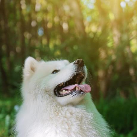 Github Shubhansh Max Sir Model - Premium Desktop Mountain Wallpapers | Free Download