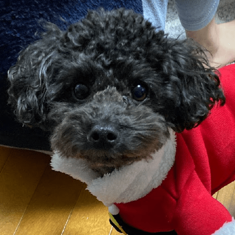 Tadayoshi Goh Github - Best Colorful Illustrations in Desktop