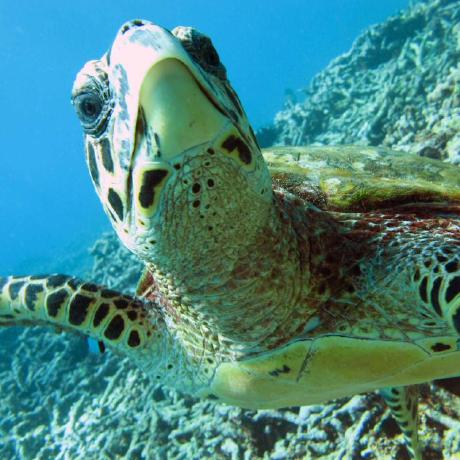 Rachel Spinelli Github - Professional Sunset Design - Mobile