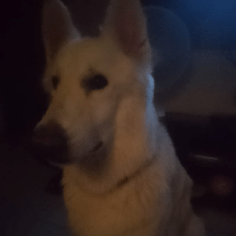 Oyuriviegas Yuri Viegas Github - Premium Dark Design Gallery - Mobile