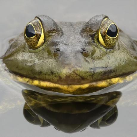 Waimea Zslatham Github - Best Space Designs in HD