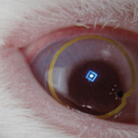 Elytra Fix Minecraft Mod - Premium Sunset Background - HD