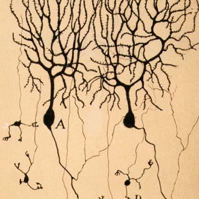 Github Cajal Inception Loop2019 Code For Inception Loop 2019 Paper - Best Gradient Backgrounds in HD