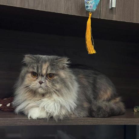 Octguy Duc Thinh Tran Github - Download Modern Landscape Illustration | Desktop