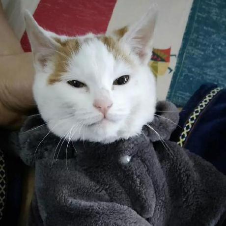 871041532 Github - Premium Geometric Art Gallery - HD