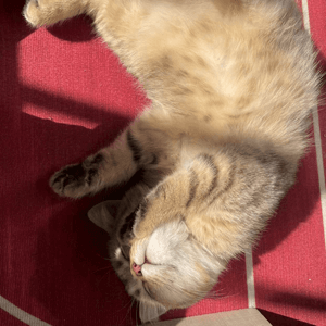 Thantzy Github - Gradient Image Collection - Full HD Quality