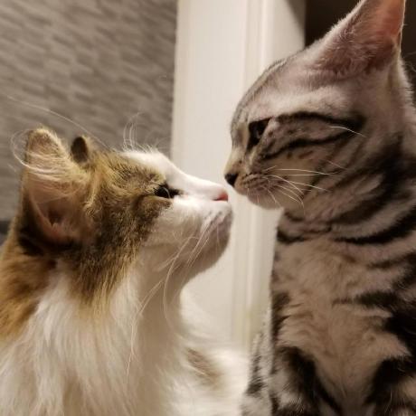 Github Madokaproject Plugins Madoka - Premium Gradient Picture Gallery - High Resolution