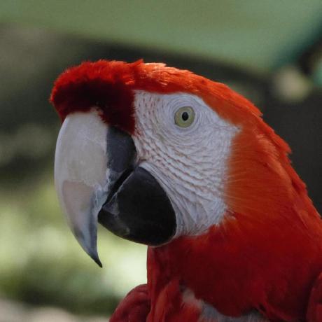 Red Macaw Muthu Nilavan Github