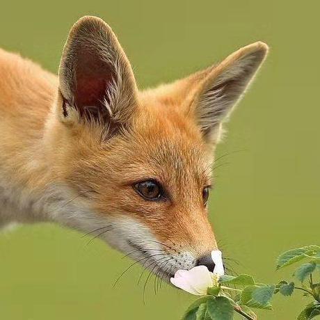 Github Wxzcyy Nmt Seq2seq - Vintage Pattern Collection - Desktop Quality