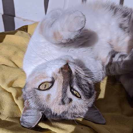 Agustinvargaslt Agustin Vargas Github - Gradient Backgrounds - Classic 8K Collection