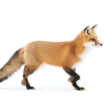 Szym Mie Szym Mie Github - Premium Mountain Pattern Gallery - HD