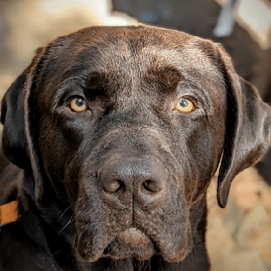 Vedu 13 Github - 8K Nature Textures for Desktop