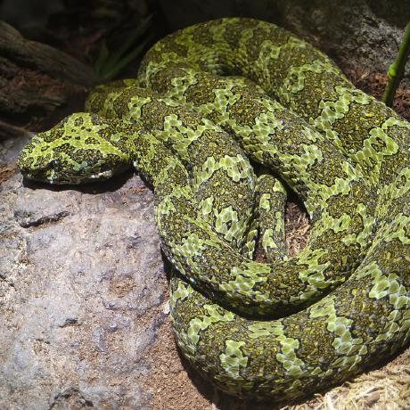 Else Studio Github - Mountain Texture Collection - HD Quality