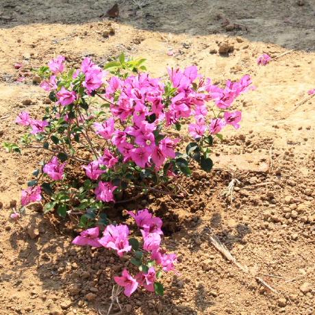 Ryengm Rowan May Github - Premium Abstract Background Gallery - Full HD