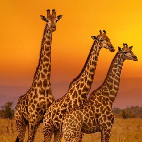 Morning Star213 Software Engineer Github