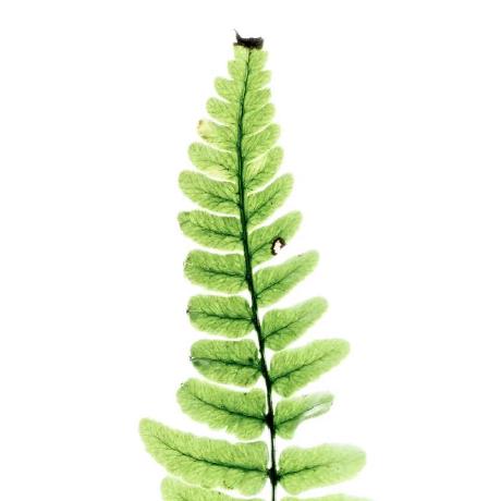 Keren Gao Github - Mobile Gradient Textures for Desktop