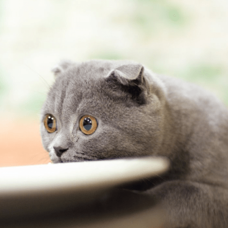 AutuanLiu (MoLiang) · GitHub