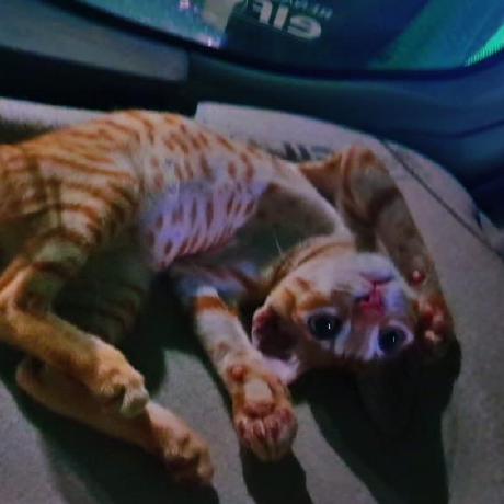 Nyakiojoy Joy Kariuki Github - HD Light Illustrations for Desktop