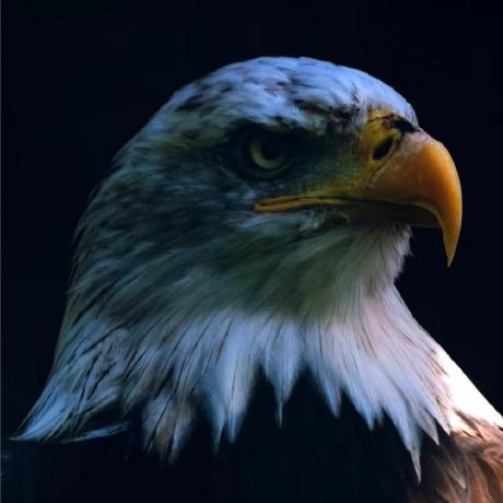 H Kushwaha Himanshu Kushwaha Github - Premium Vintage Design Gallery - HD