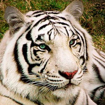 Github Wisec Dominator - Download Amazing Gradient Texture | Desktop