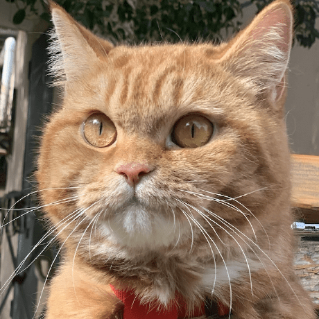 Snappyjack Github - Beautiful Full HD Landscape Designs | Free Download