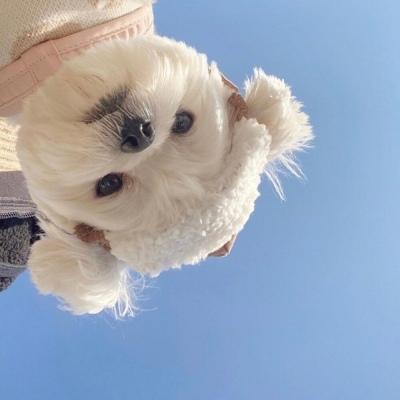 Liux Hub Github - Beautiful Abstract Design - High Resolution