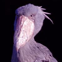 Sunrisetaniguchi Taniguchi Github - Mountain Pattern Collection - 8K Quality