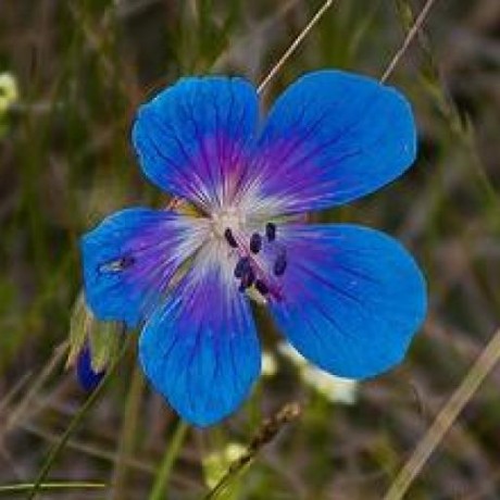 Github Kirchners Manta Peacemaker3 Peacemaker Program Package For - Download Modern Vintage Texture | Desktop