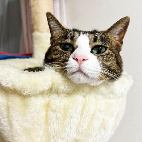 Tomakino Makino Github - Premium Dark Photo Gallery - Desktop