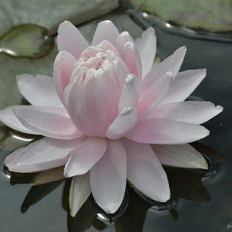 Joaovictorfaria João Github