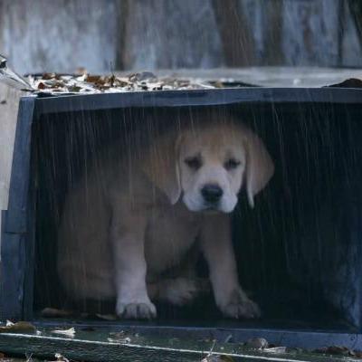 Github Animal Locator Drone Simulation Any Scripts For Documentation - Artistic Desktop Light Images | Free Download