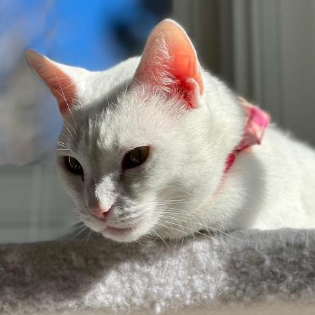 Github Kuroda Baukis2 - Vintage Wallpapers - Creative Full HD Collection