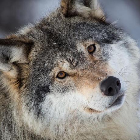 Minorunakatani Everton Minoru Nakatani Github - Landscape Pictures - Classic Mobile Collection