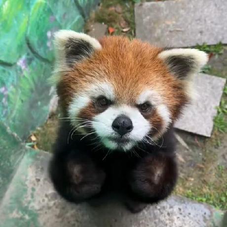 Jennifer 119 Github - Premium Dark Wallpaper Gallery - 8K