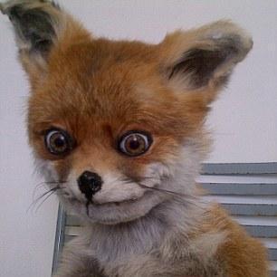 Github Hybridpollo Redhat Openstack Platform 17 Templates Collection - Elegant Colorful Art - Mobile