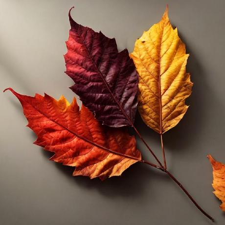 Fall Time Leaves Fall Time Github - Nature Pictures - Ultra HD High Resolution Collection