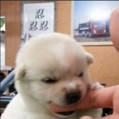 Github Yuyueyuer Anjing - Premium Space Image Gallery - 4K